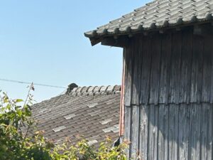 セメント　瓦　耐用年数
