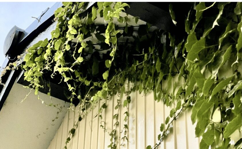 外壁 サイディング メンテナンス